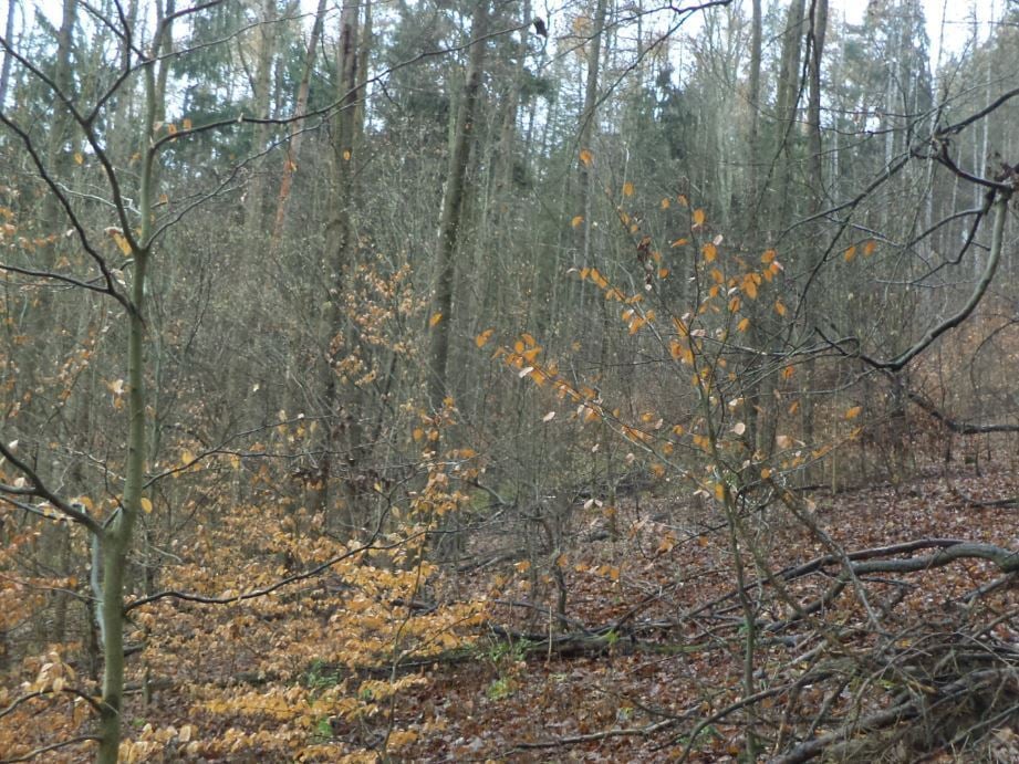 Pozemek o velikosti 2267m2, Těchlovice nad Labem