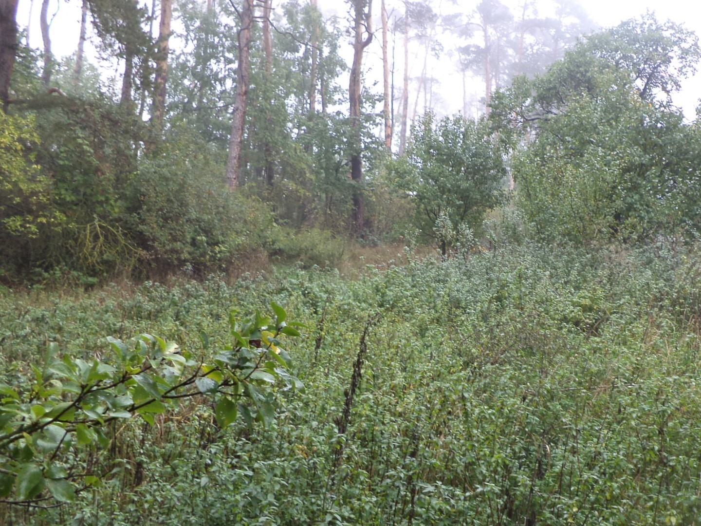 Pozemky o velikosti 1281m2, Biskupice u Hrotovic