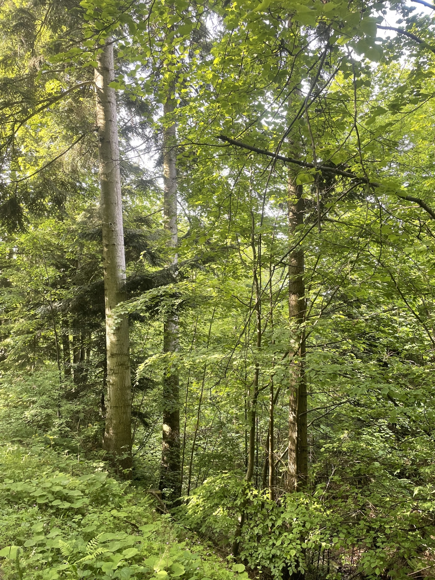 Pozemek o velikosti 12993m2, Valašské Meziříčí, podíl 1/6