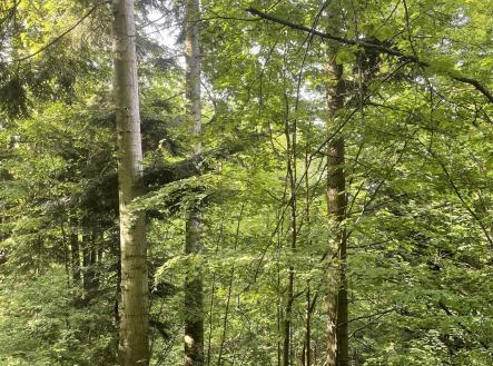 Prodej pozemku, les, 12 993 m²