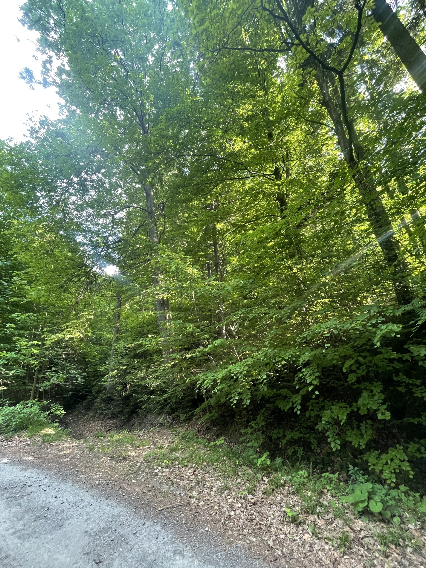 Pozemek o velikosti 12993m2, Valašské Meziříčí, podíl 1/6