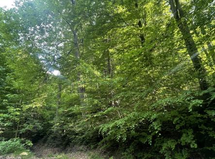 Prodej pozemku, les, 12 993 m²