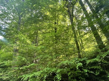 Prodej pozemku, les, 12 993 m²