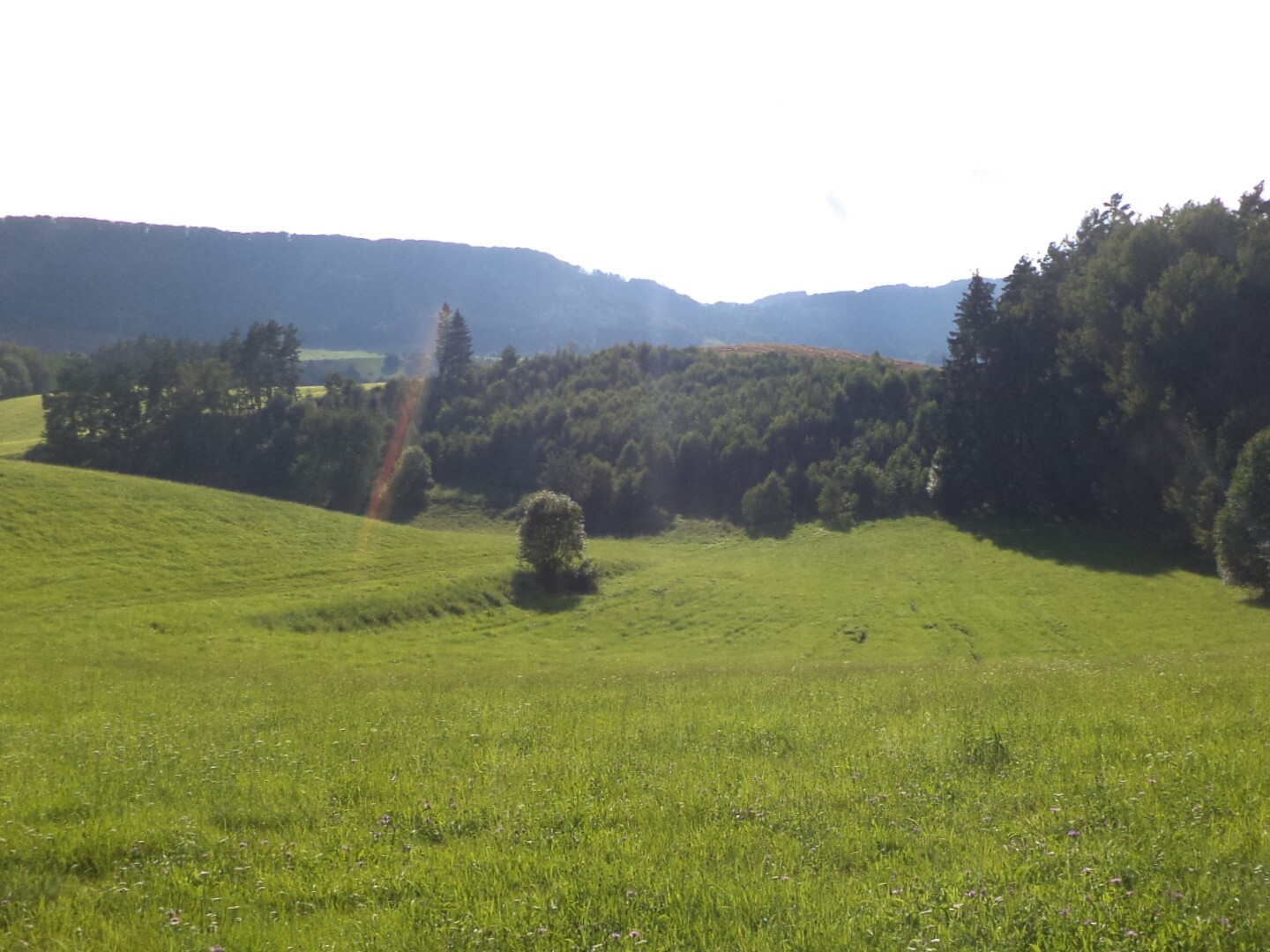 Pozemek o velikosti 71151m2, Horní Dobrouč