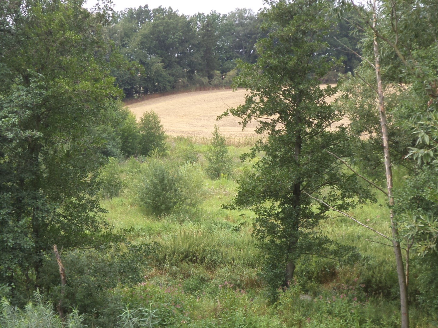 Pozemek o velikosti 8942m2, Bohuslavice u Hlučína