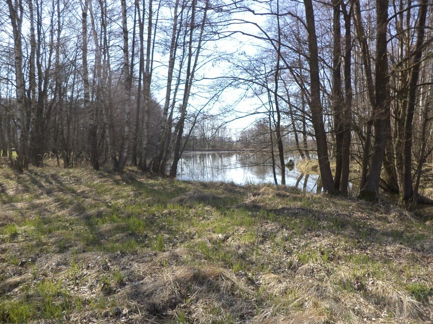 Pozemek o velikosti 4291m2, Dolní Pěna