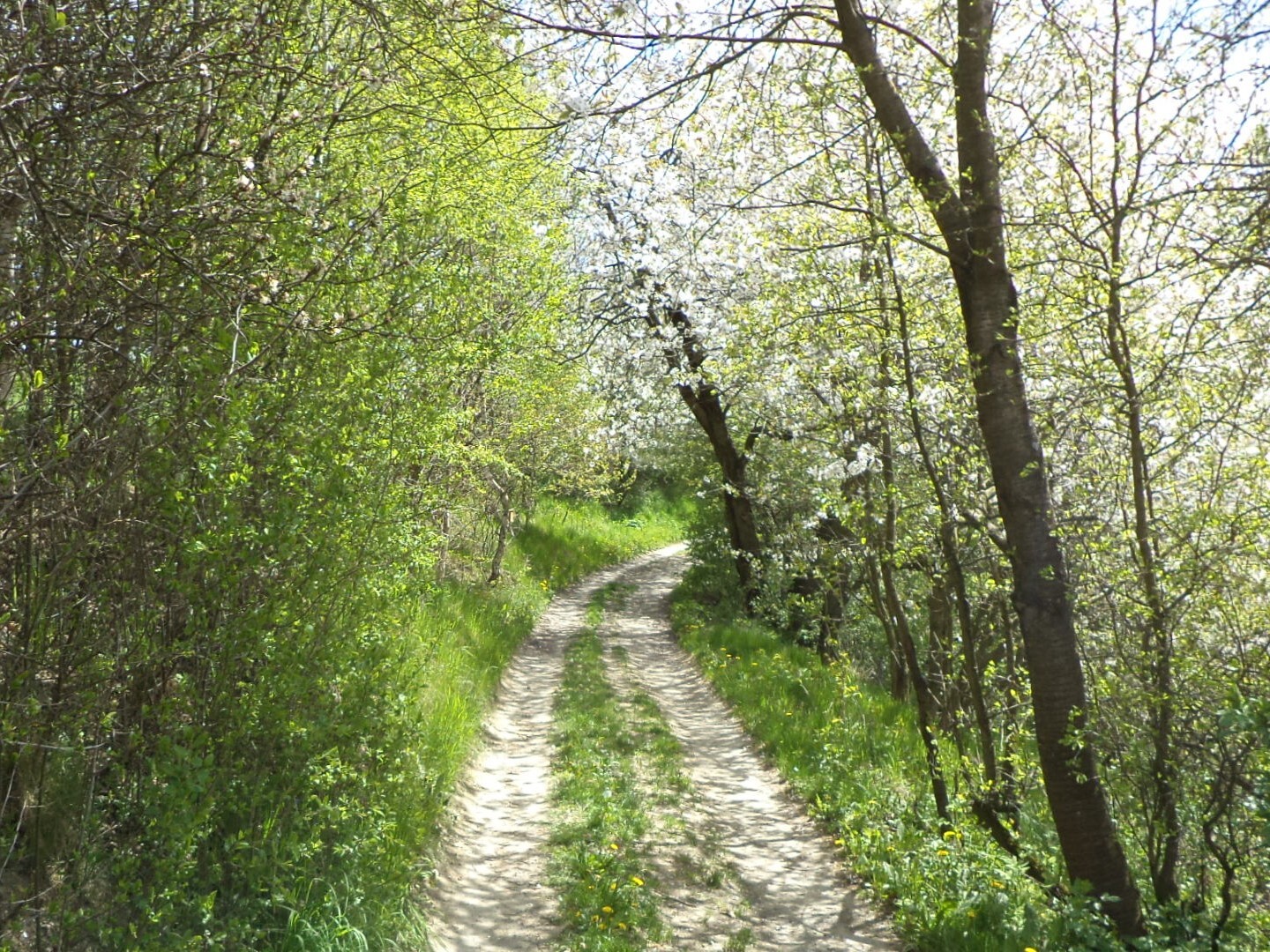 Pozemek o velikosti 3225m2, Vítkov