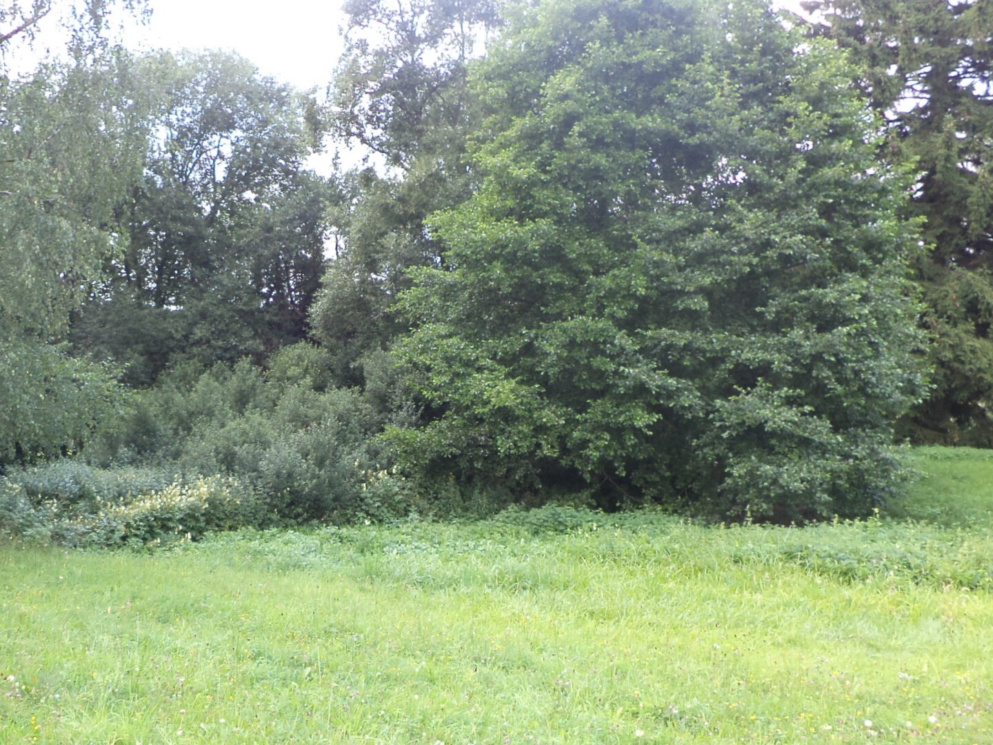 Pozemek o velikosti 5224m2, Pěčín u Rychnova nad Kněžnou