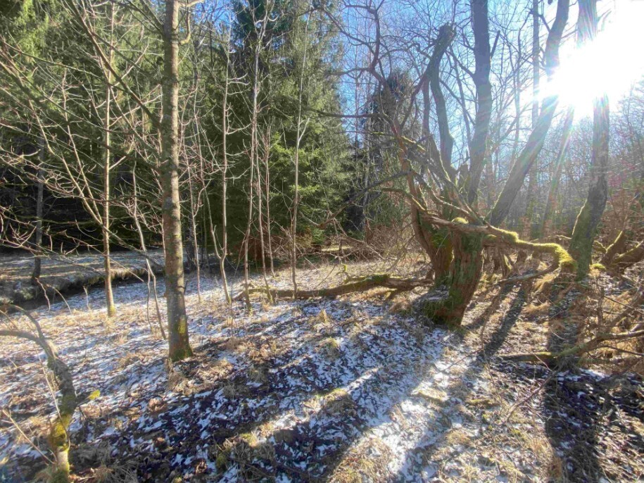 Pozemek o velikosti 10377m2, Javorná na Šumavě
