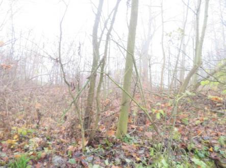 Prodej pozemku, zahrada, 490 m²