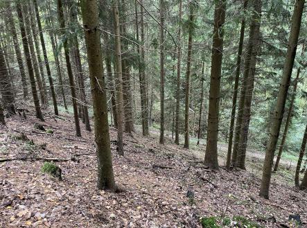 Prodej pozemku, les, 3 816 m²