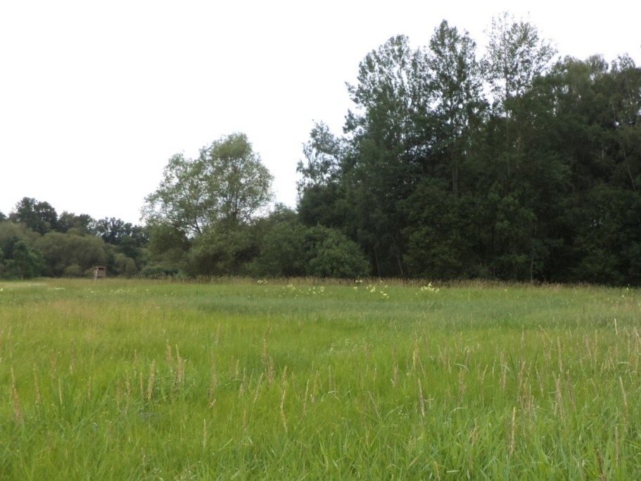 Pozemek o velikosti 5581m2, Stará Lípa