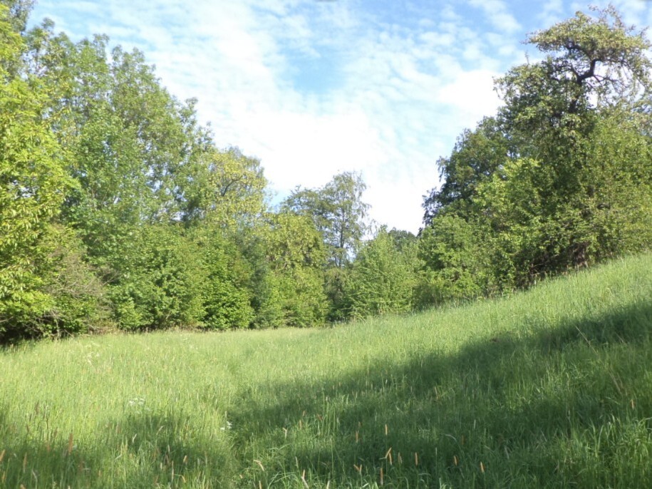 Pozemek o velikosti 15764m2, Chlum u Děčína