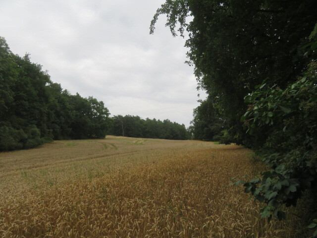 Pozemek o velikosti 23907m2, Písek, podíl 1/4