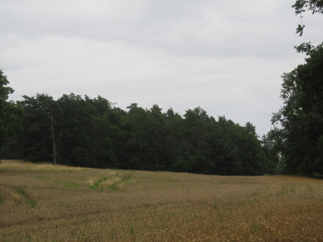 Pozemek o velikosti 23907m2, Písek, podíl 1/4