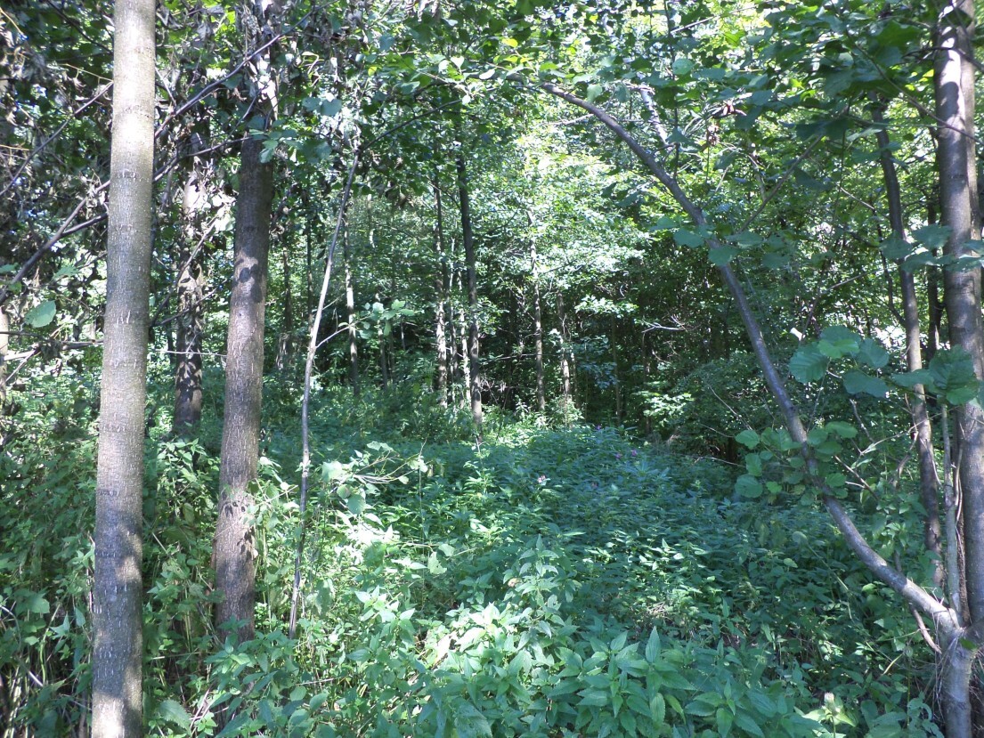 Pozemek o velikosti 4529m2,  Stonava