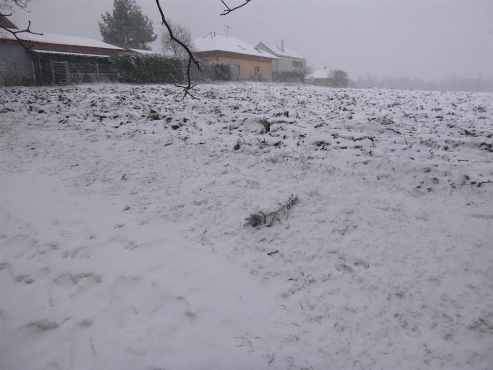 Dražba pozemku ve Škvorci, okr. Praha-východ