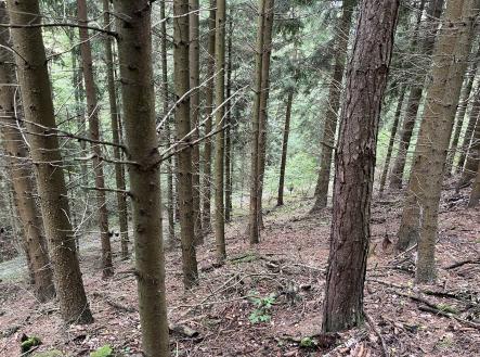 Prodej pozemku, les, 3 816 m²