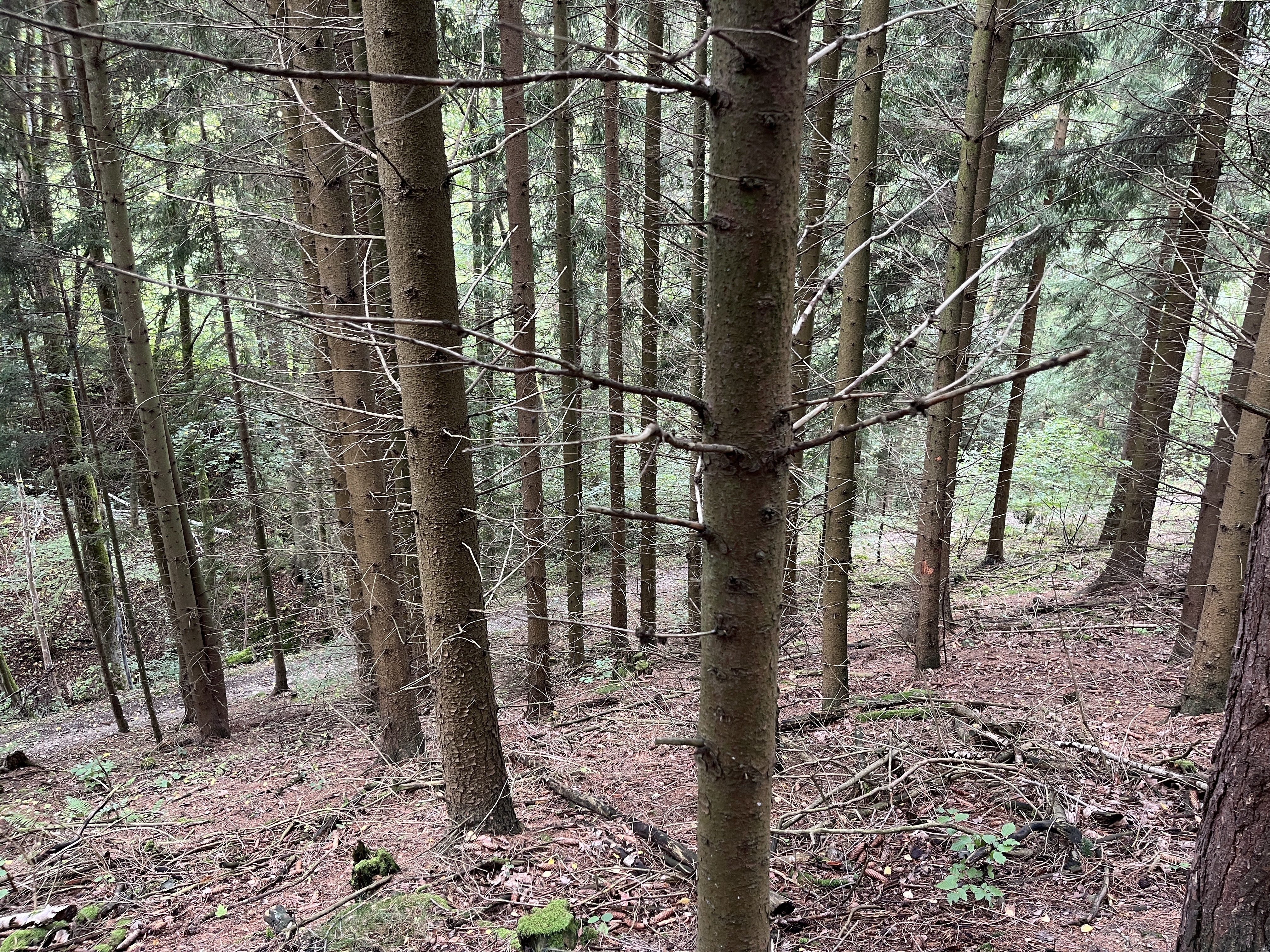 E-veřejná soutěž pozemku o výměře 3816 m2, kat. území Smrčí u Semil