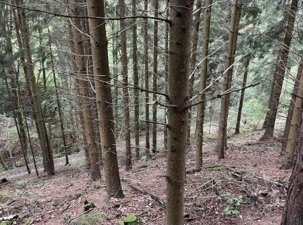 Prodej pozemku, les, 3 816 m²