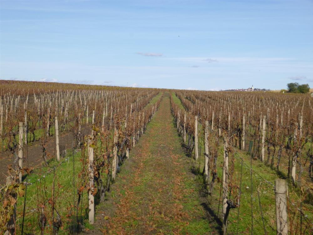 Dražba pozemku - vinice v obci Velké Bílovice, okr. Břeclav