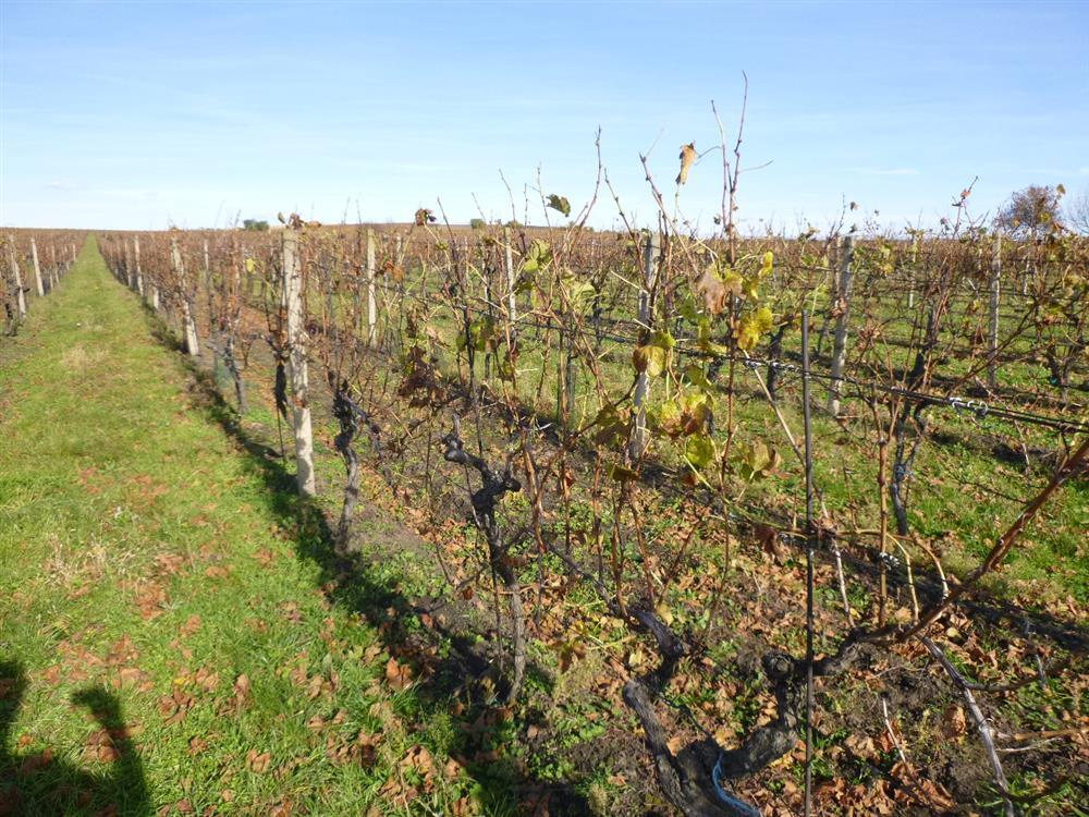 Dražba pozemku - vinice v obci Velké Bílovice, okr. Břeclav