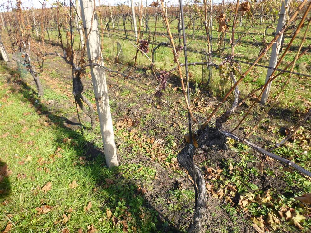 Dražba pozemku - vinice v obci Velké Bílovice, okr. Břeclav