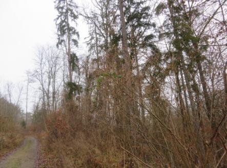 Prodej pozemku, les, 707 167 m²