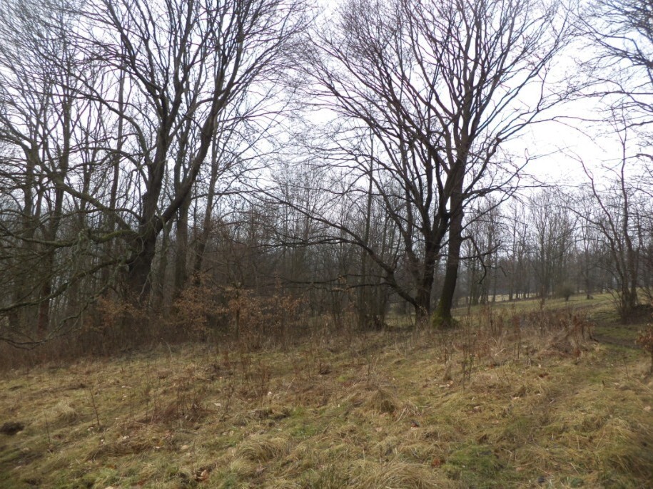 Pozemek o velikosti 5161m2, Horní Kamenice