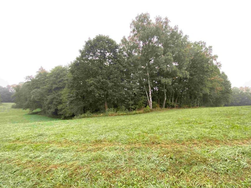 Pozemek o velikosti 1994m2, Helvíkovice