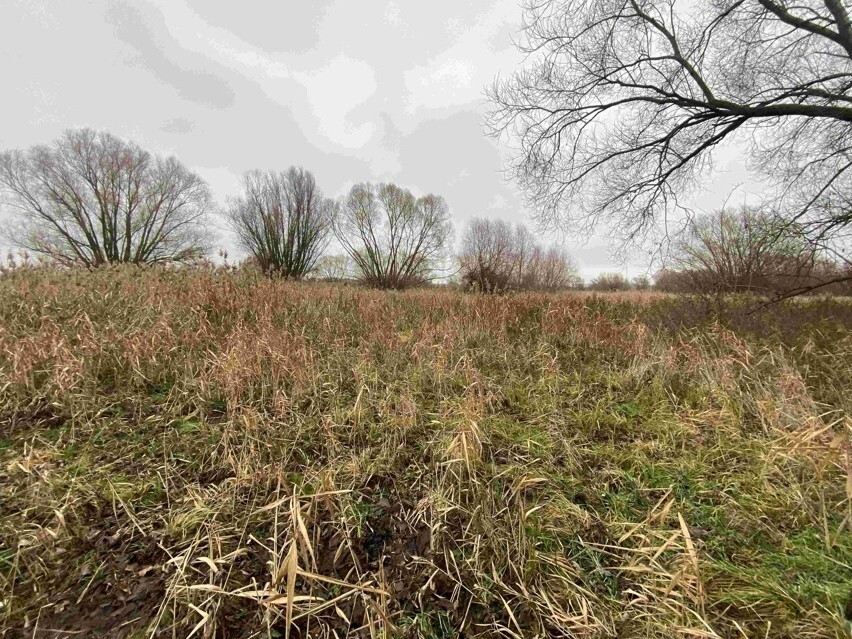 Pozemek o velikosti 4103m2, Křenovice u Kojetína