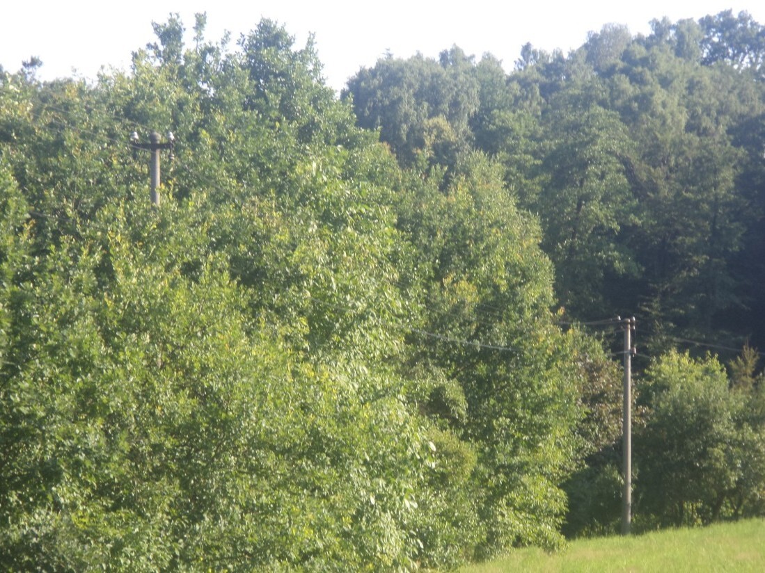 Pozemek o velikosti 2629m2, Dětmarovice
