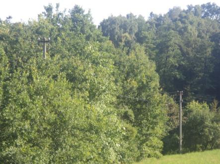 Prodej pozemku, les, 2 629 m²