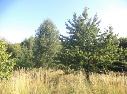 Prodej pozemku, les, 2 629 m²