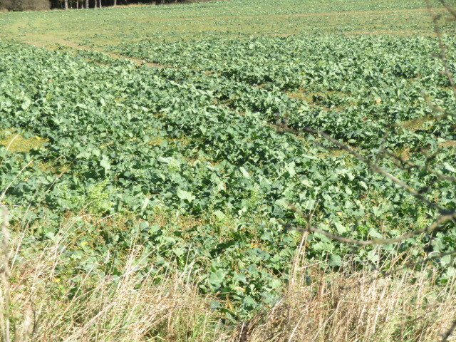 Pozemek o velikosti 9691m2, Vejprnice