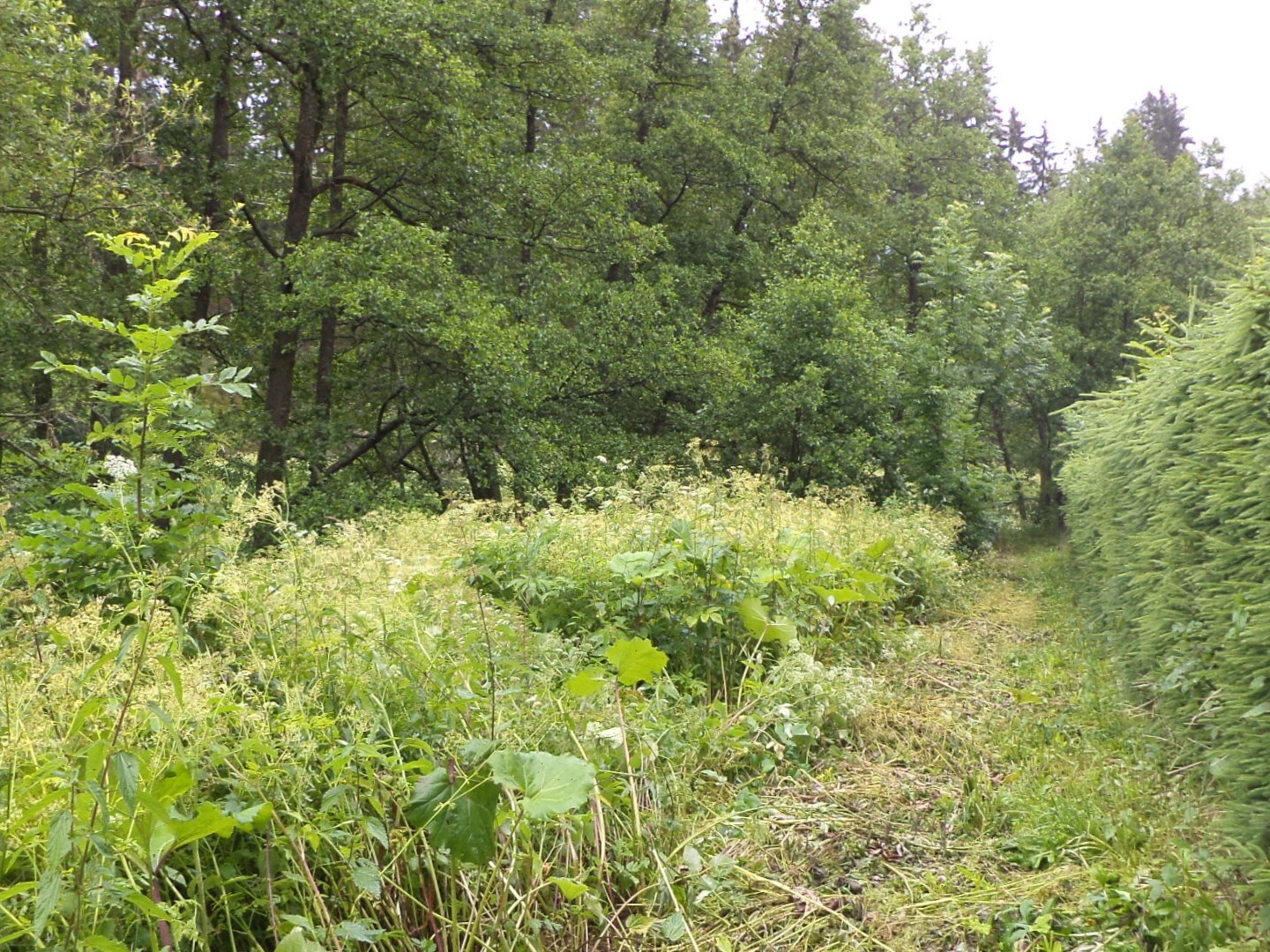 Stavební pozemek o velikosti 18922m2, Horní Teplice