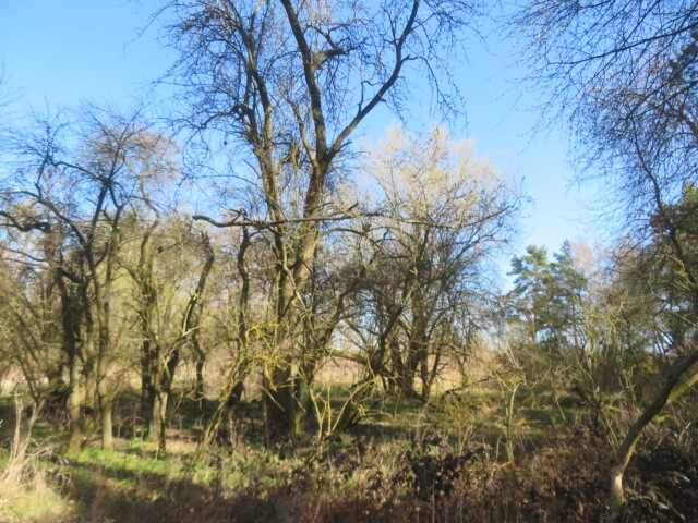 Pozemek o velikosti 972m2, Havlíčkův Brod