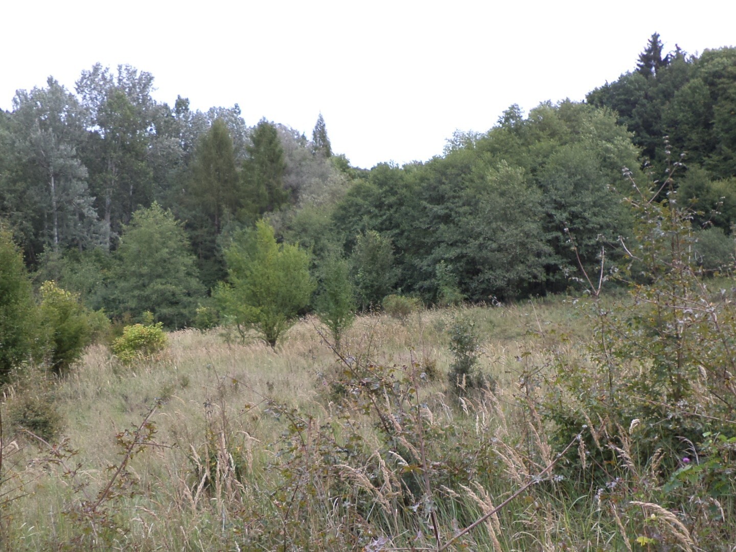Pozemek o velikosti 1953m2, Traplice