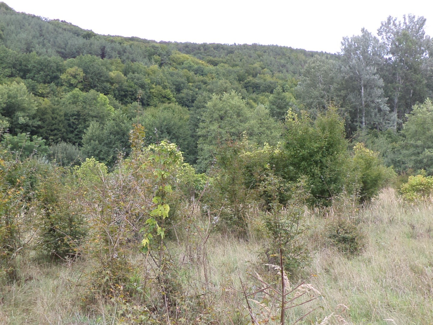 Pozemek o velikosti 1953m2, Traplice