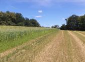 Prodej pozemku, trvalý travní porost, 7 234 m²