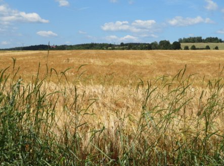 Prodej pozemku, zemědělská půda, 2 464 m²