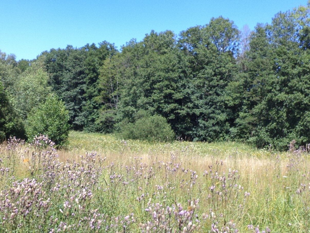 Pozemek o velikosti 19744m2, Mařenice