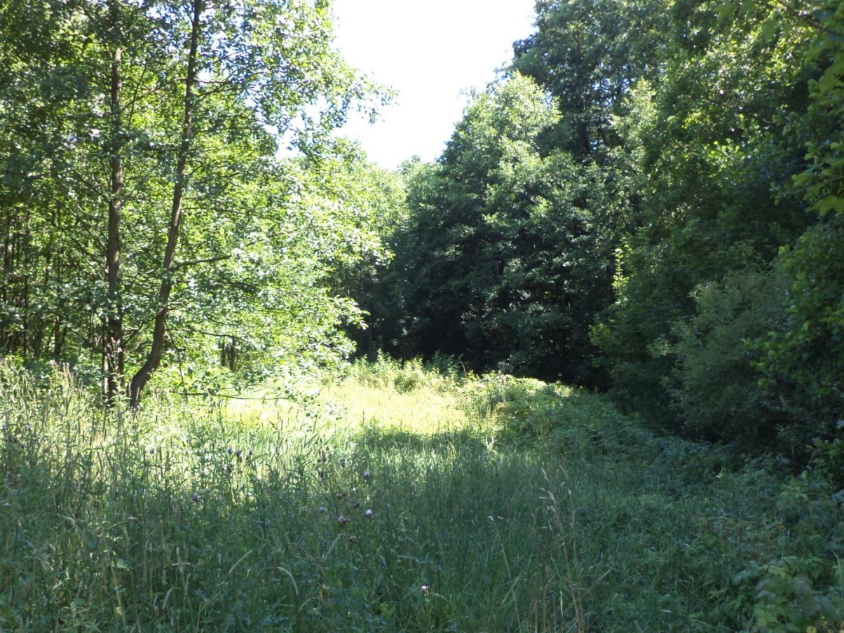 Pozemek o velikosti 19744m2, Mařenice
