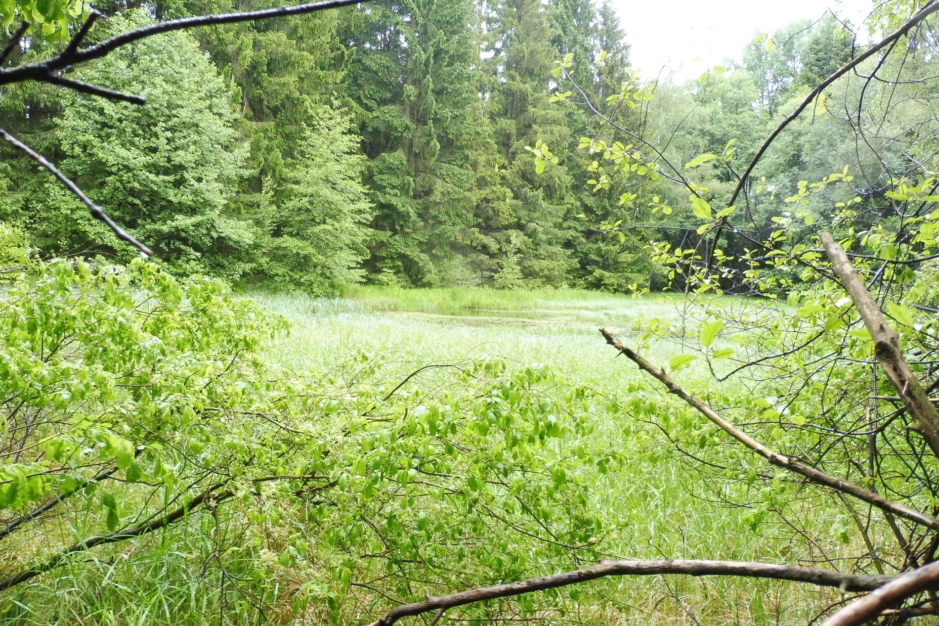 Pozemek o velikosti 7409m2, Potočná u Číměře