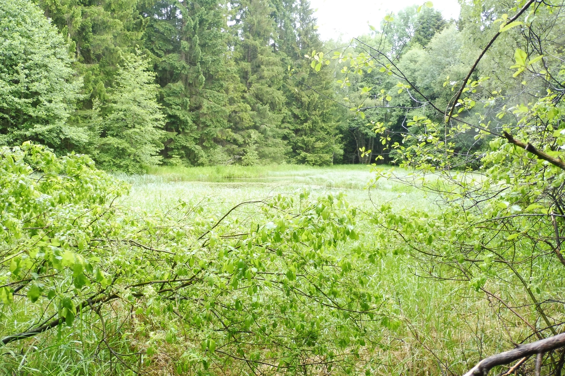 Pozemek o velikosti 7409m2, Potočná u Číměře
