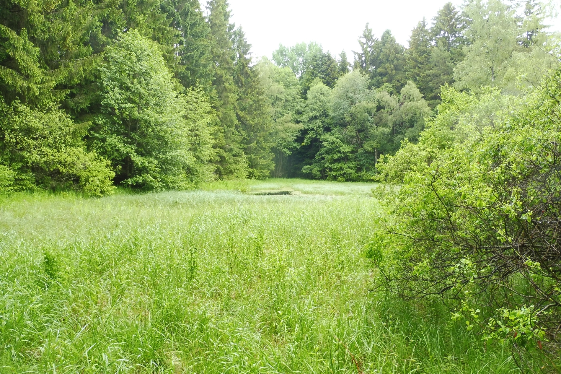 Pozemek o velikosti 7409m2, Potočná u Číměře