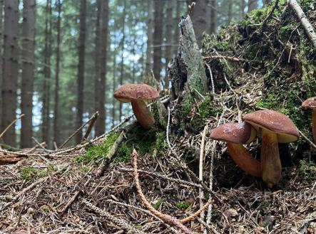 Prodej pozemku, les, 14 492 m²