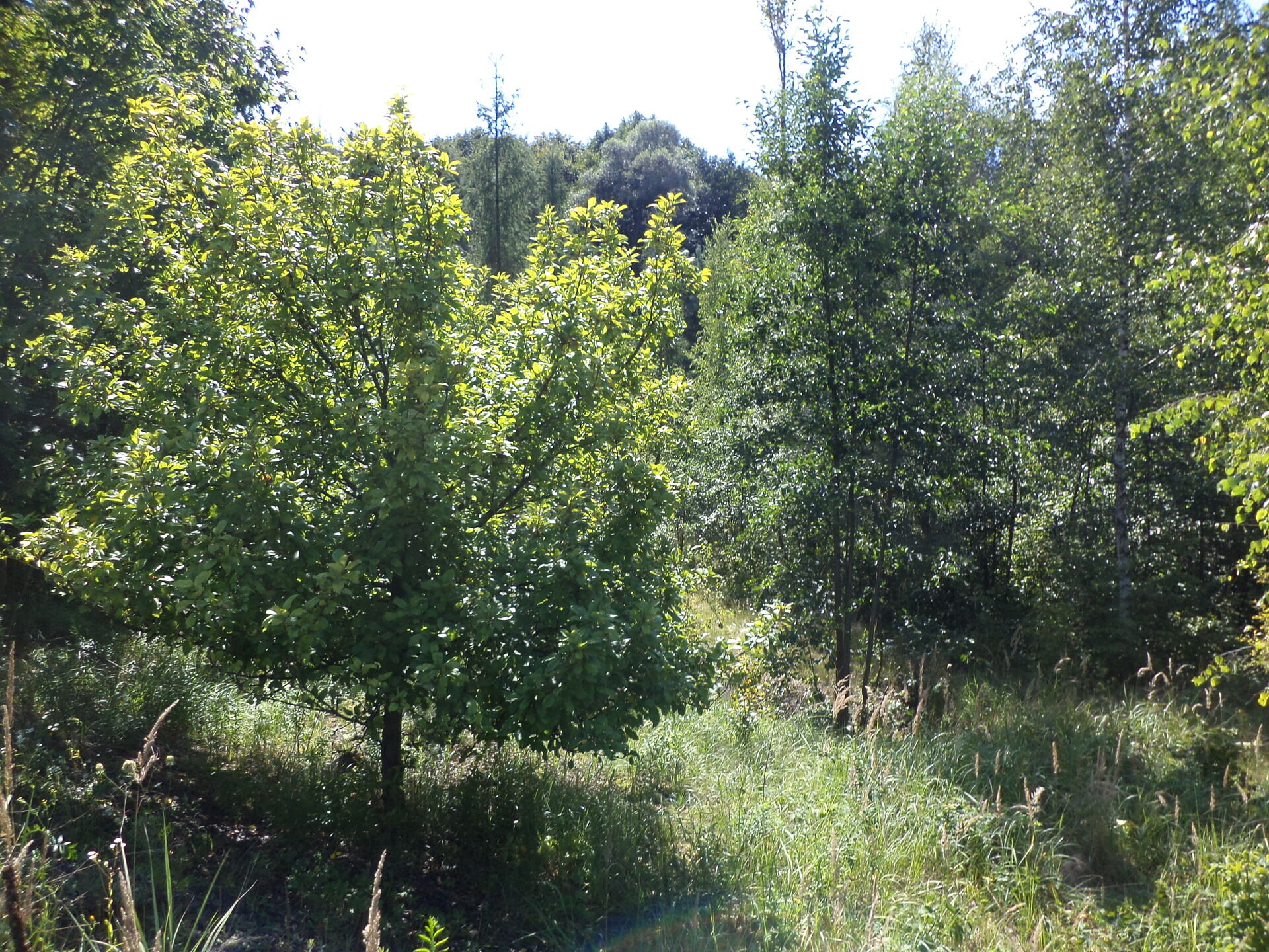 Prodej pozemků Stonava