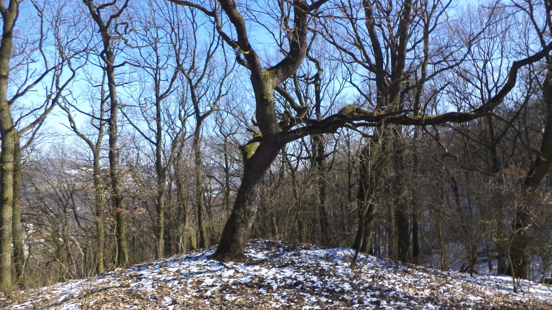 prodej pozemku Všebořice