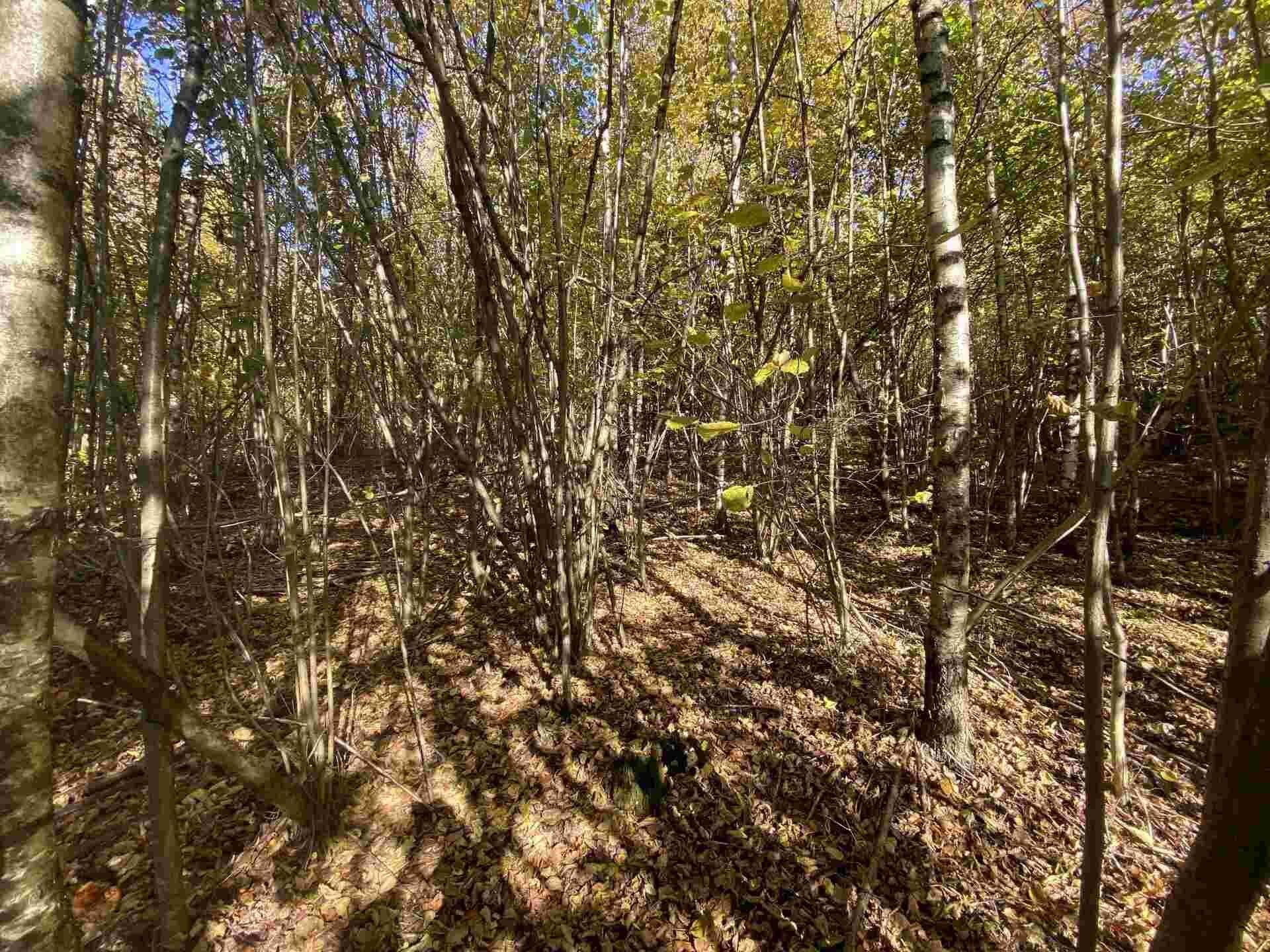 prodej pozemku Střevelná